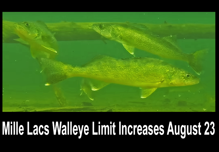 image links to news release about walleye limit increase on Lake Mille Lacs